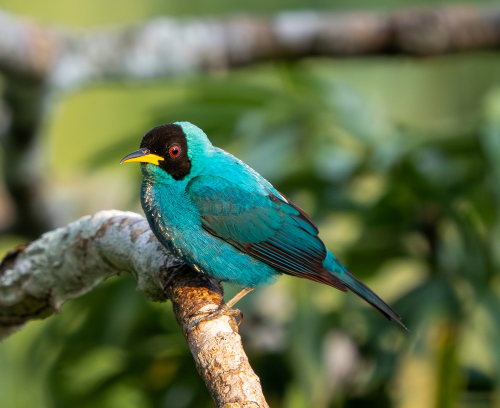 Tangara émeraude - ML646528184