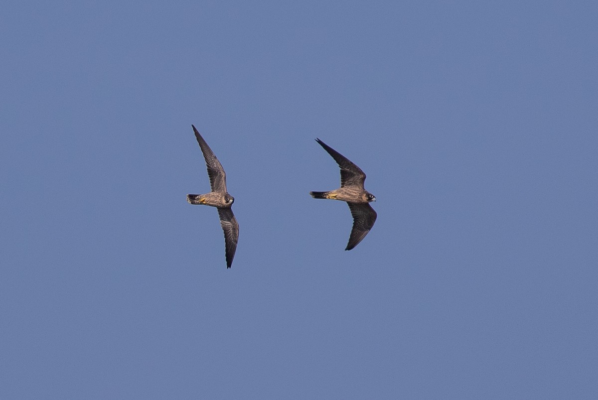 Faucon concolore - ML646528187