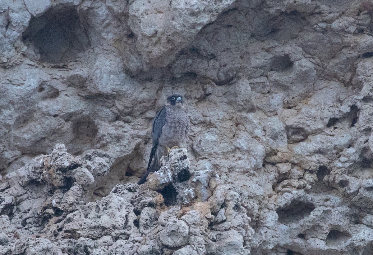 Faucon concolore - ML646528188