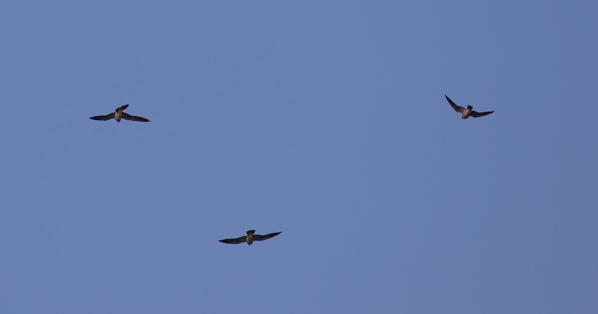 Faucon concolore - ML646528190