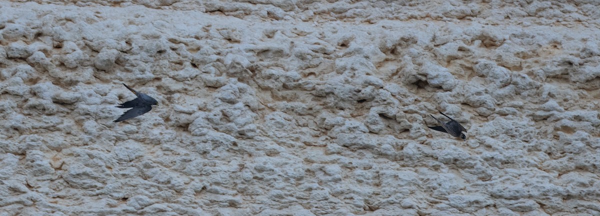 Faucon concolore - ML646528191