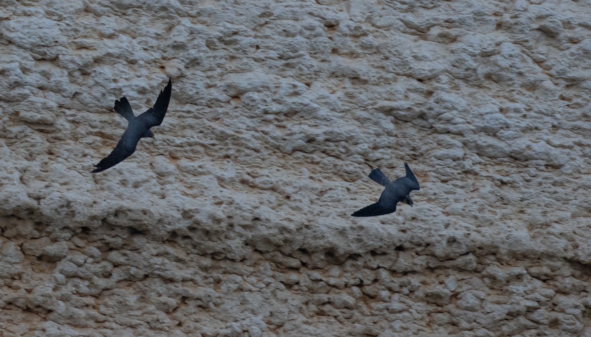 Faucon concolore - ML646528192