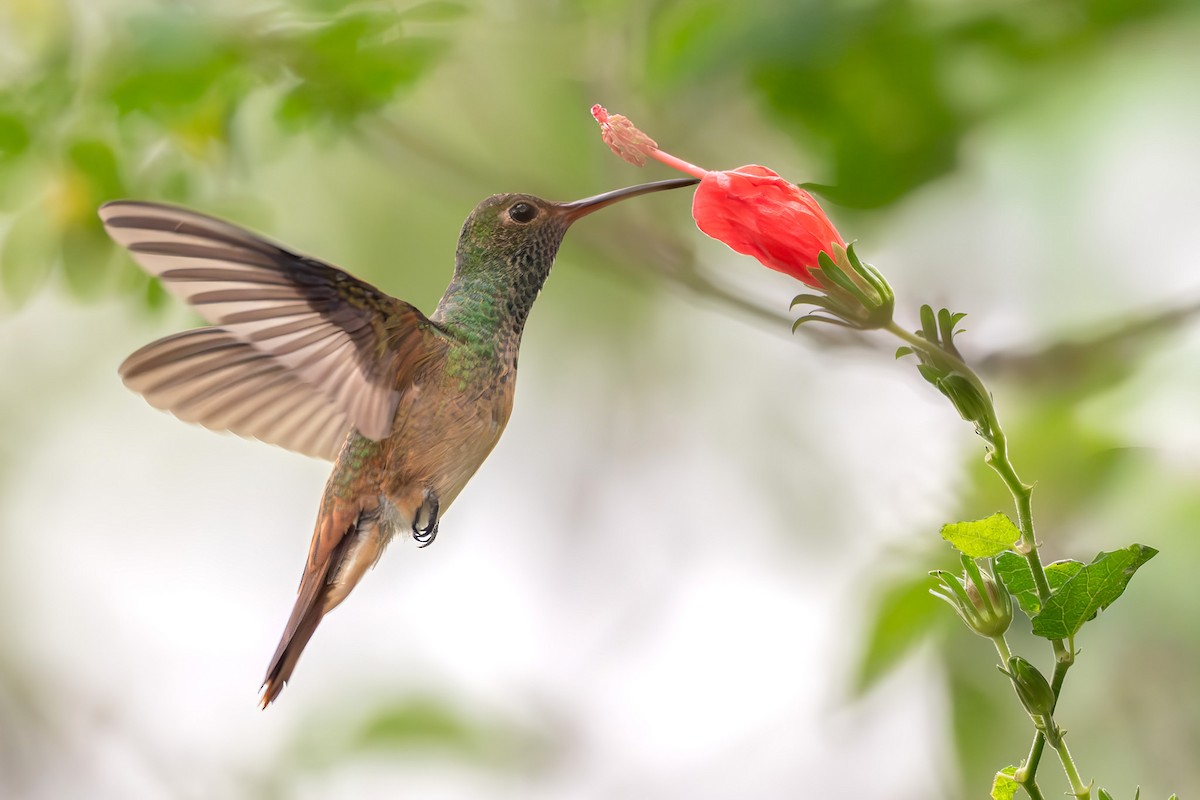 アカハシエメラルドハチドリ - ML646528193