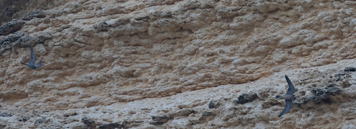 Faucon concolore - ML646528194