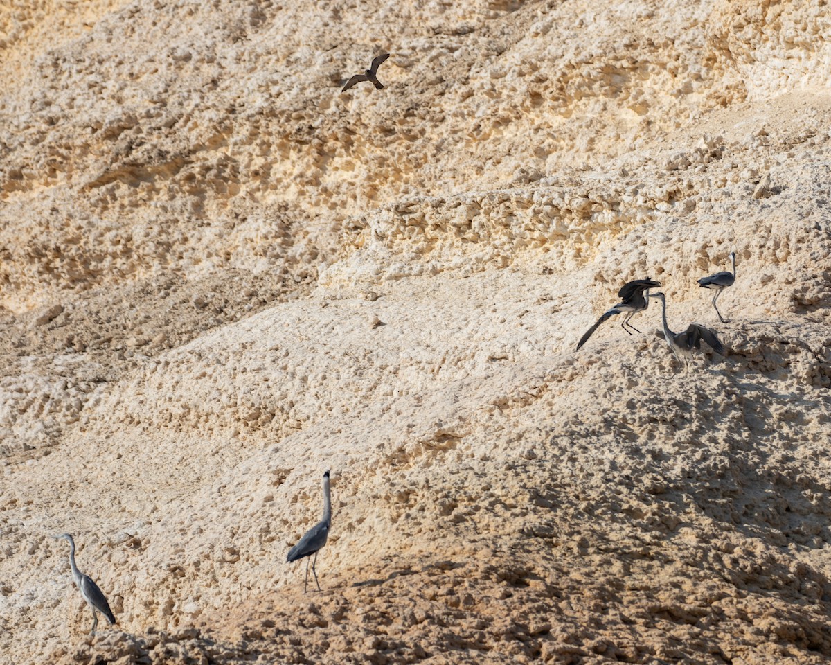 Faucon concolore - ML646528195