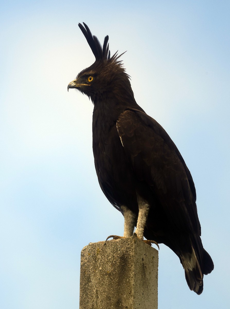 Long-crested Eagle - ML646528196