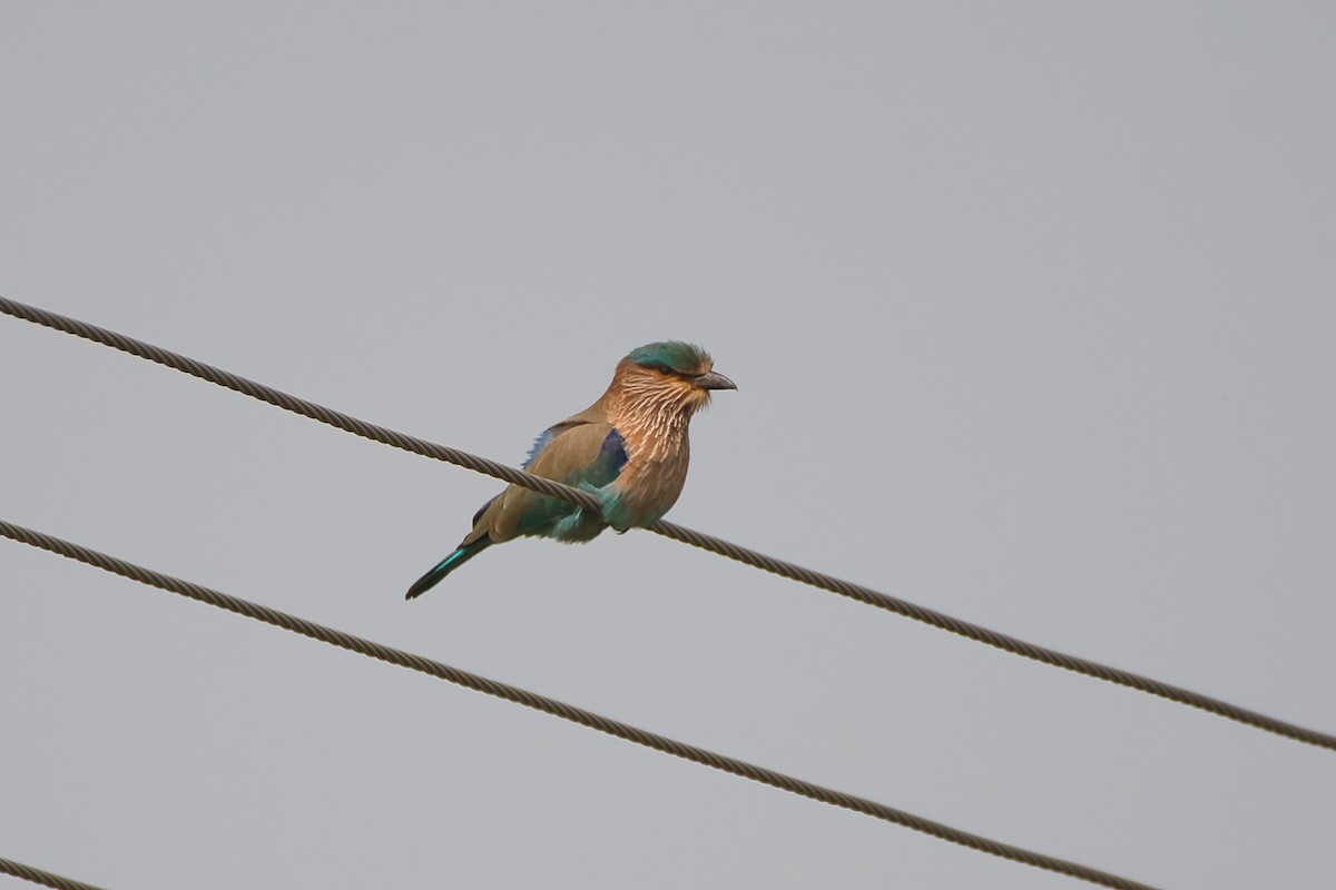 Indian Roller - ML646528197
