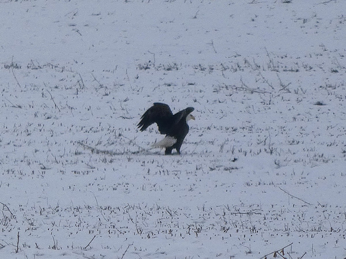 ハクトウワシ - ML646528198