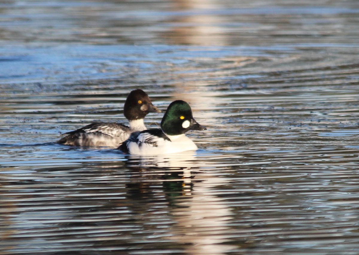 Common Goldeneye - ML646528200