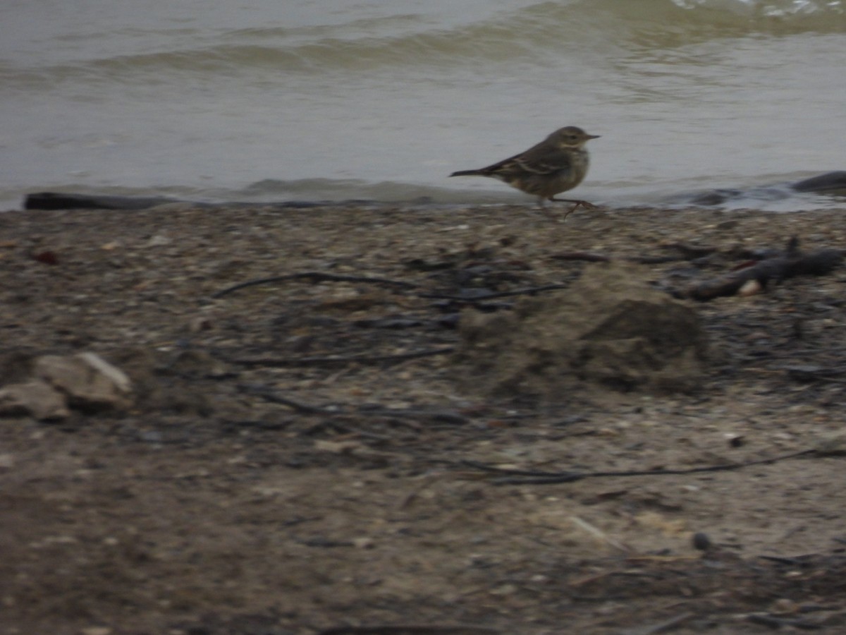 American Pipit - ML646528201