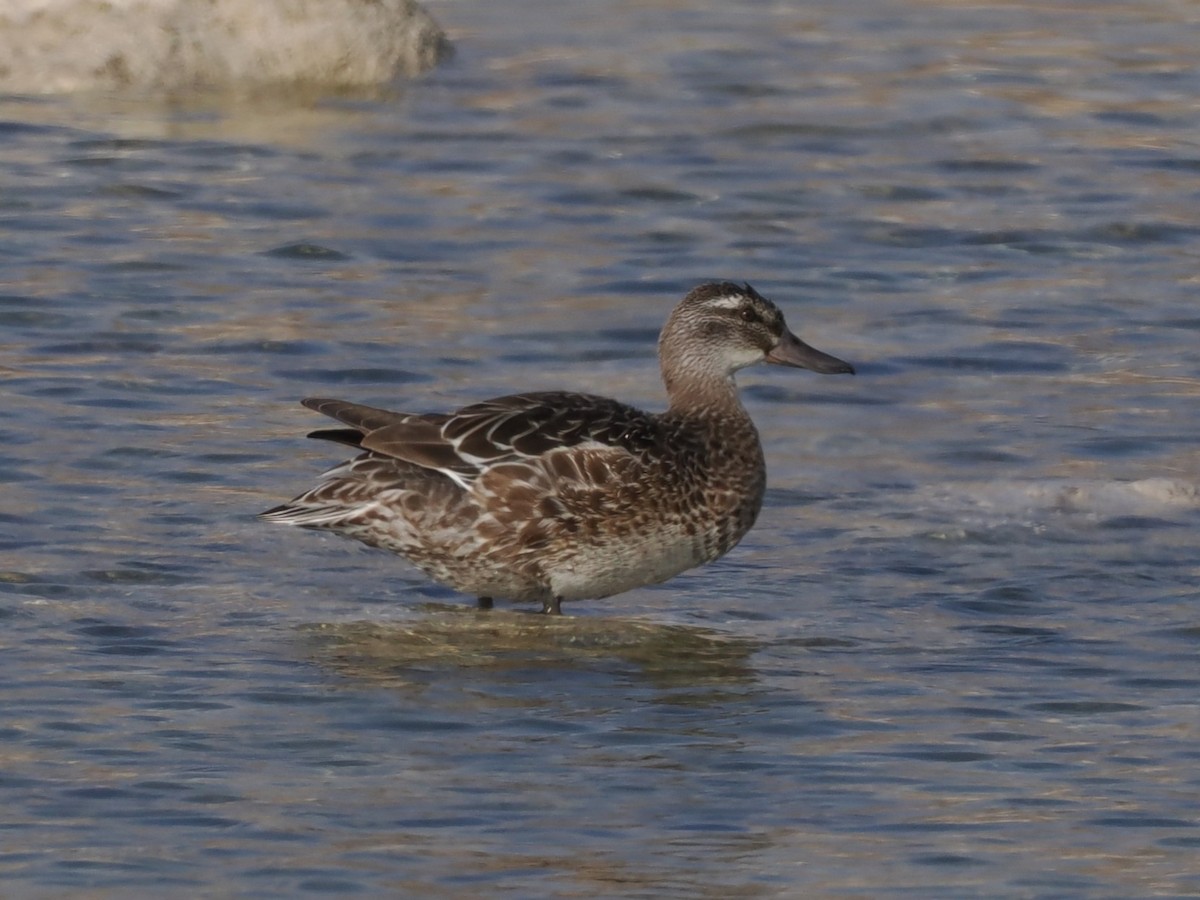 Чирянка велика - ML646528203