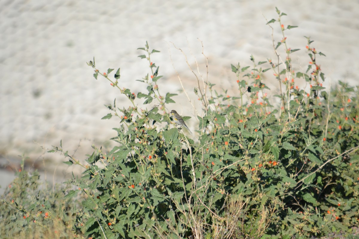 Пісняр-лісовик жовтогузий - ML646528205