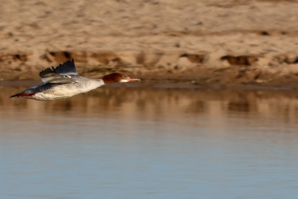 Smergo maggiore - ML646528206