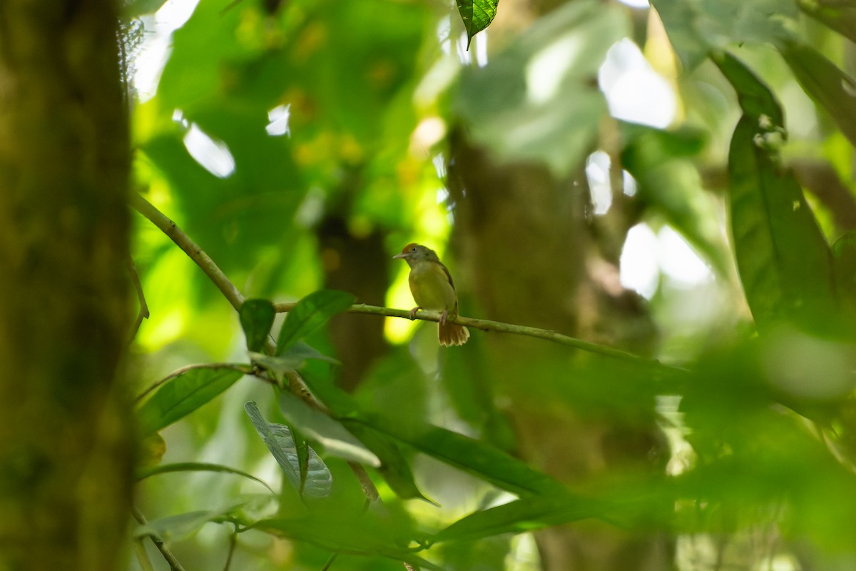Ochre-crowned Greenlet - ML646528208