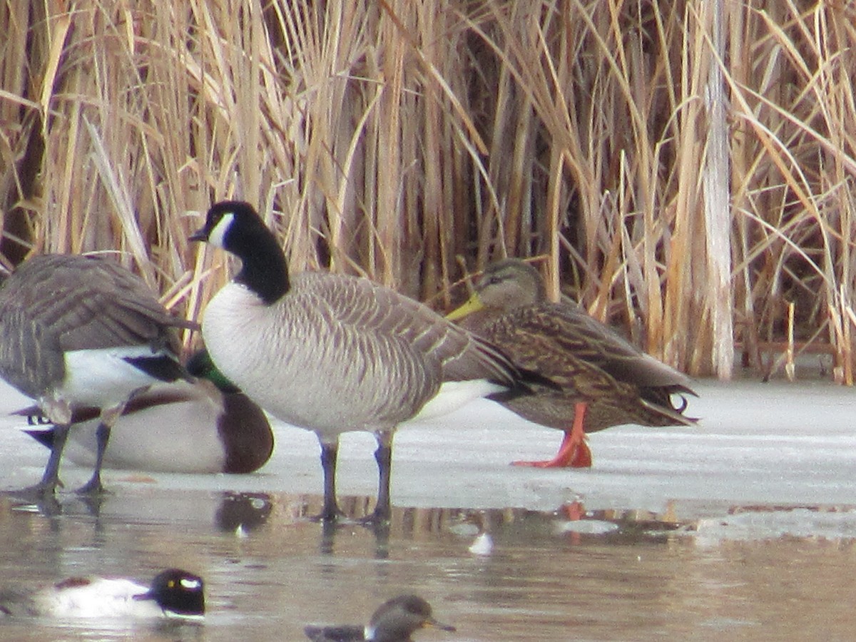 Mexican Duck - ML646528209