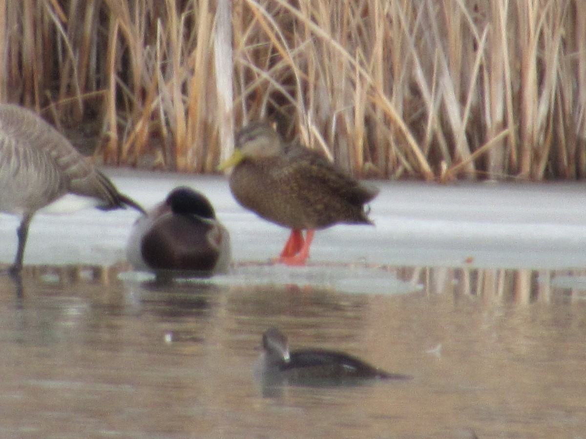 Mexican Duck - ML646528210