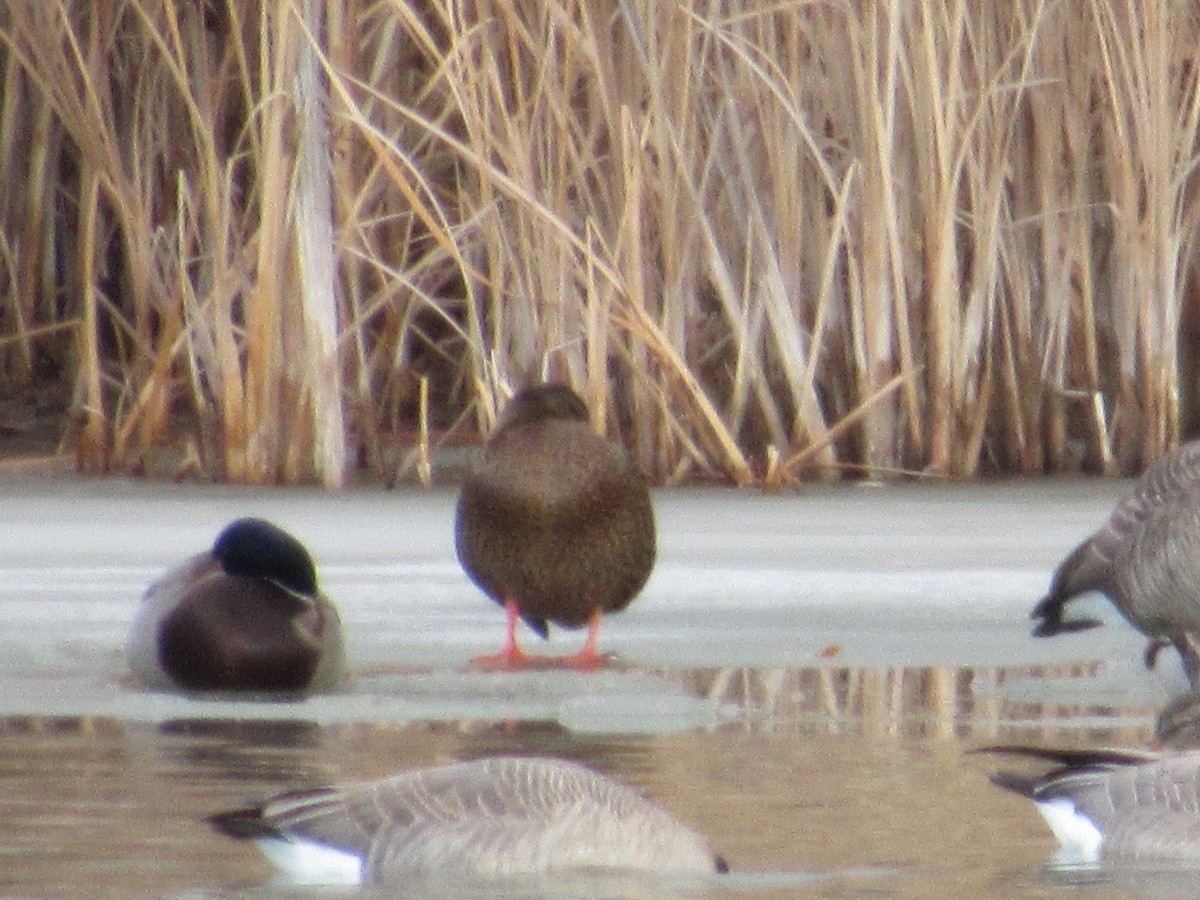Mexican Duck - ML646528211