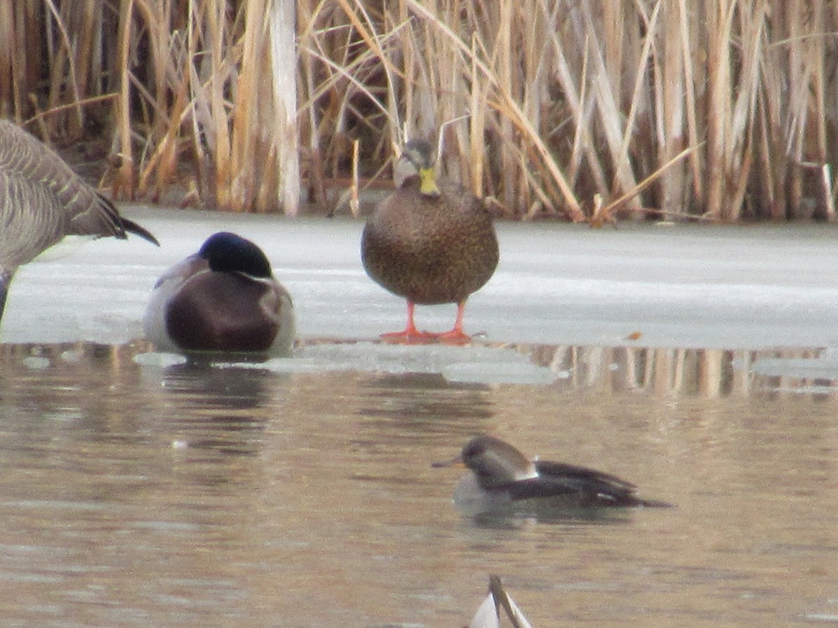 Mexican Duck - ML646528212