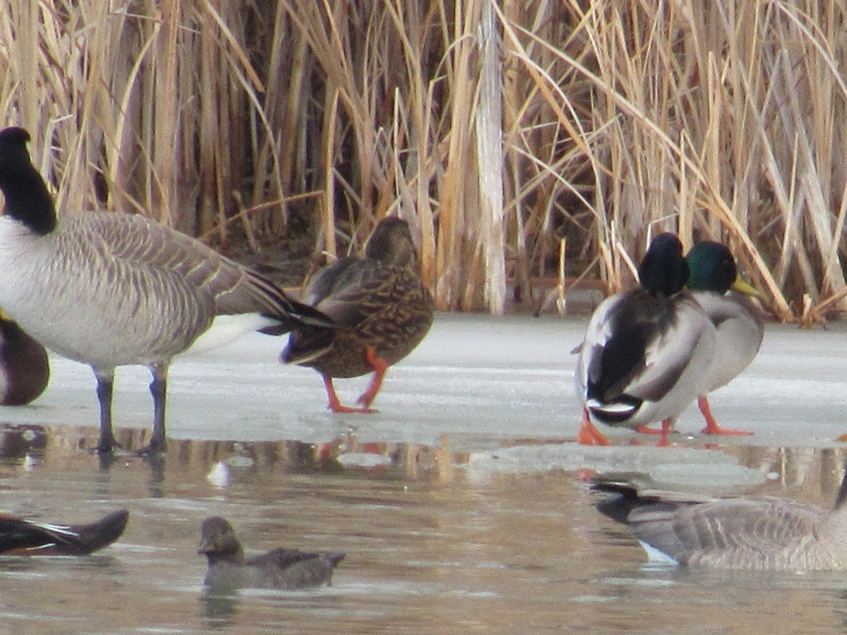 Mexican Duck - ML646528213