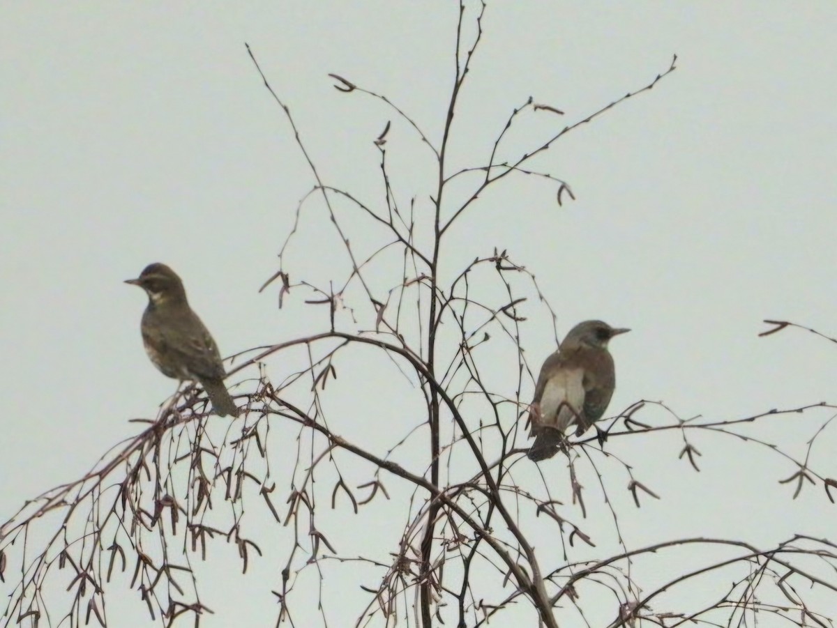 Redwing - ML646528214