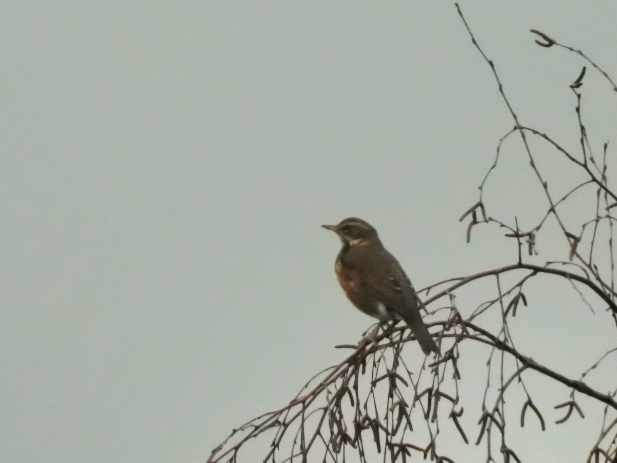 Redwing - ML646528215
