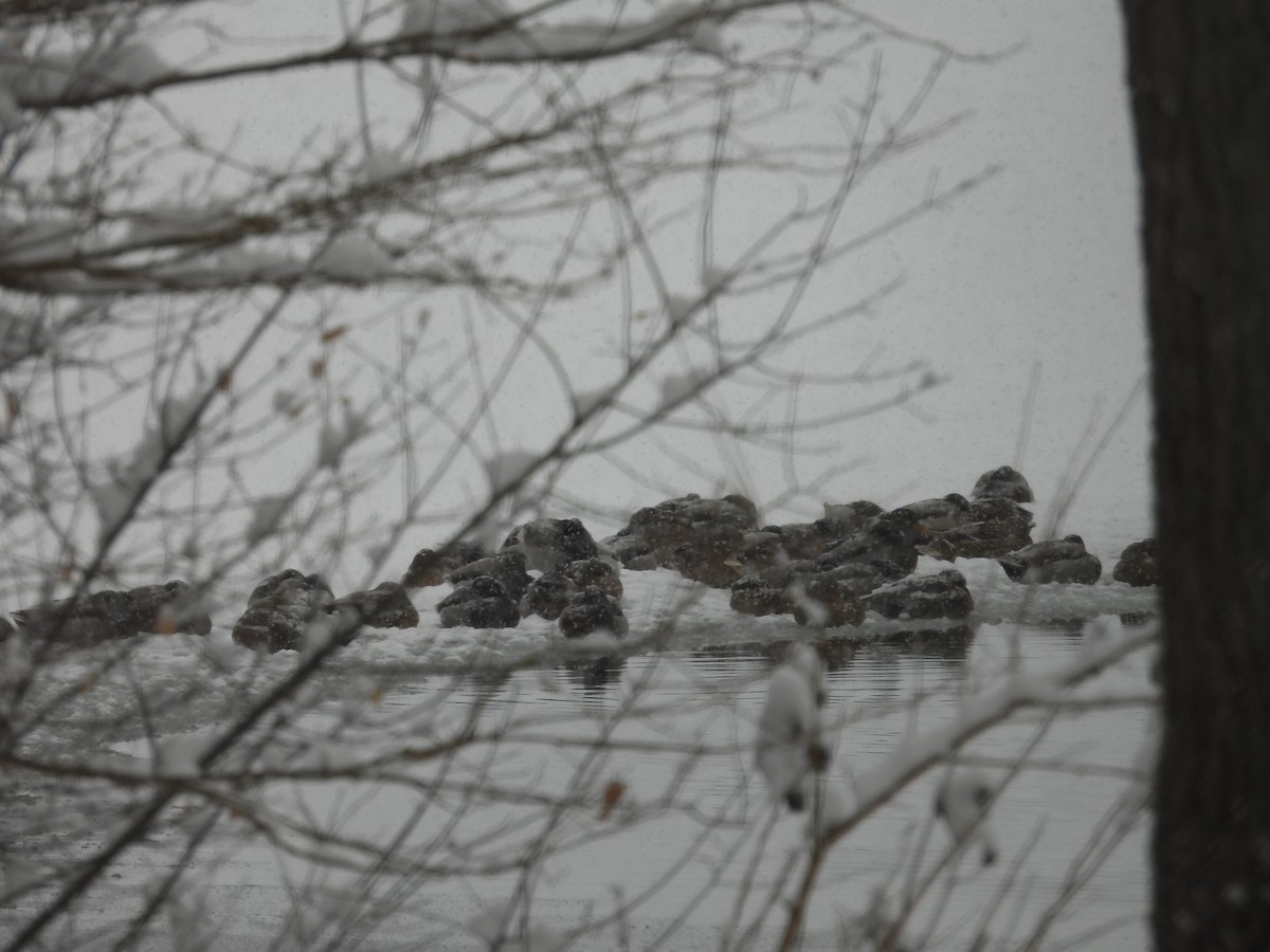 Mallard - ML646528216