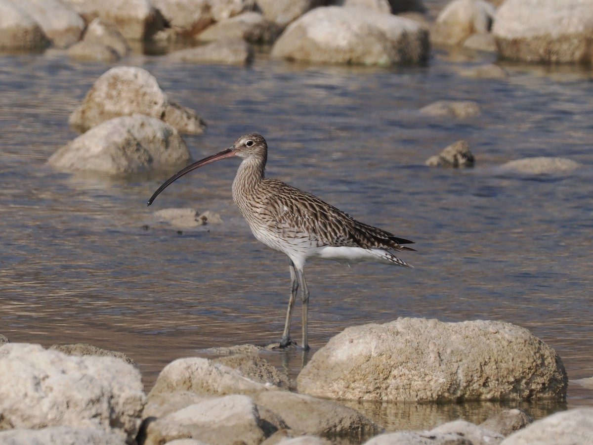 Кульон великий - ML646528217
