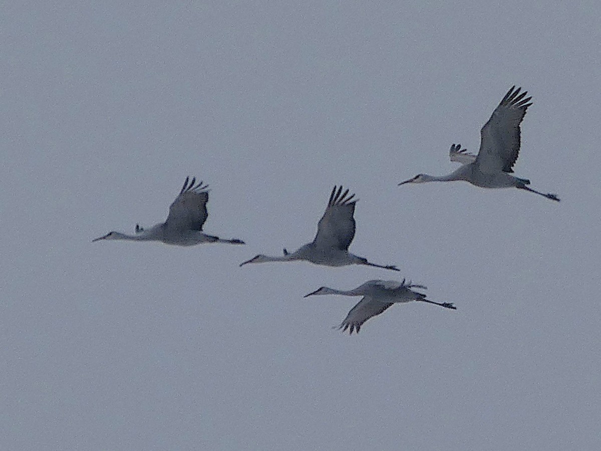 カナダヅル - ML646528218