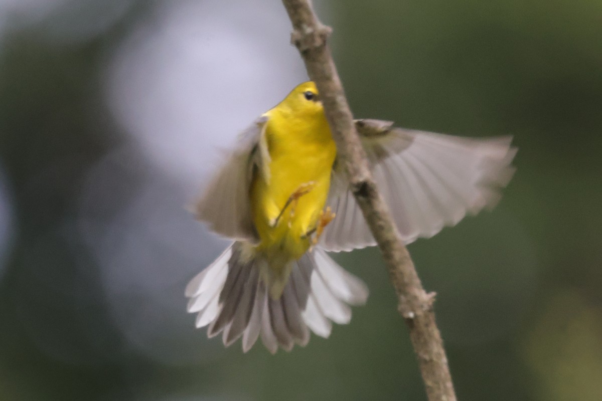 Blue-winged Warbler - ML646528219