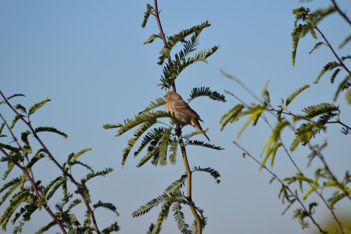 strnadec pruhohlavý - ML646528221