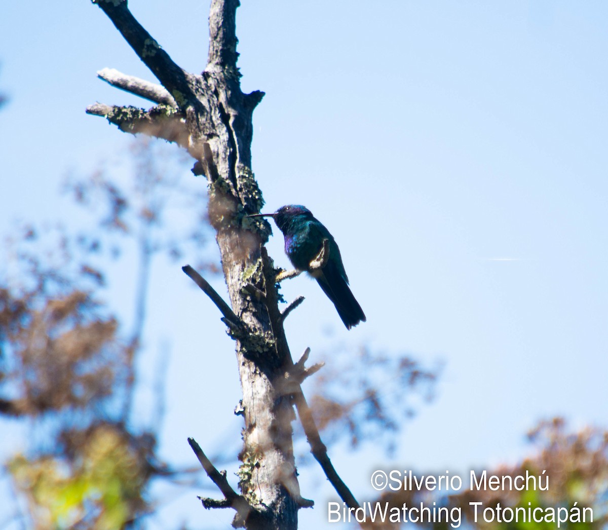 Mexican Violetear - ML646528222
