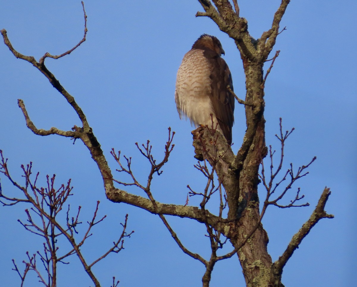 Cooper's Hawk - ML646528223
