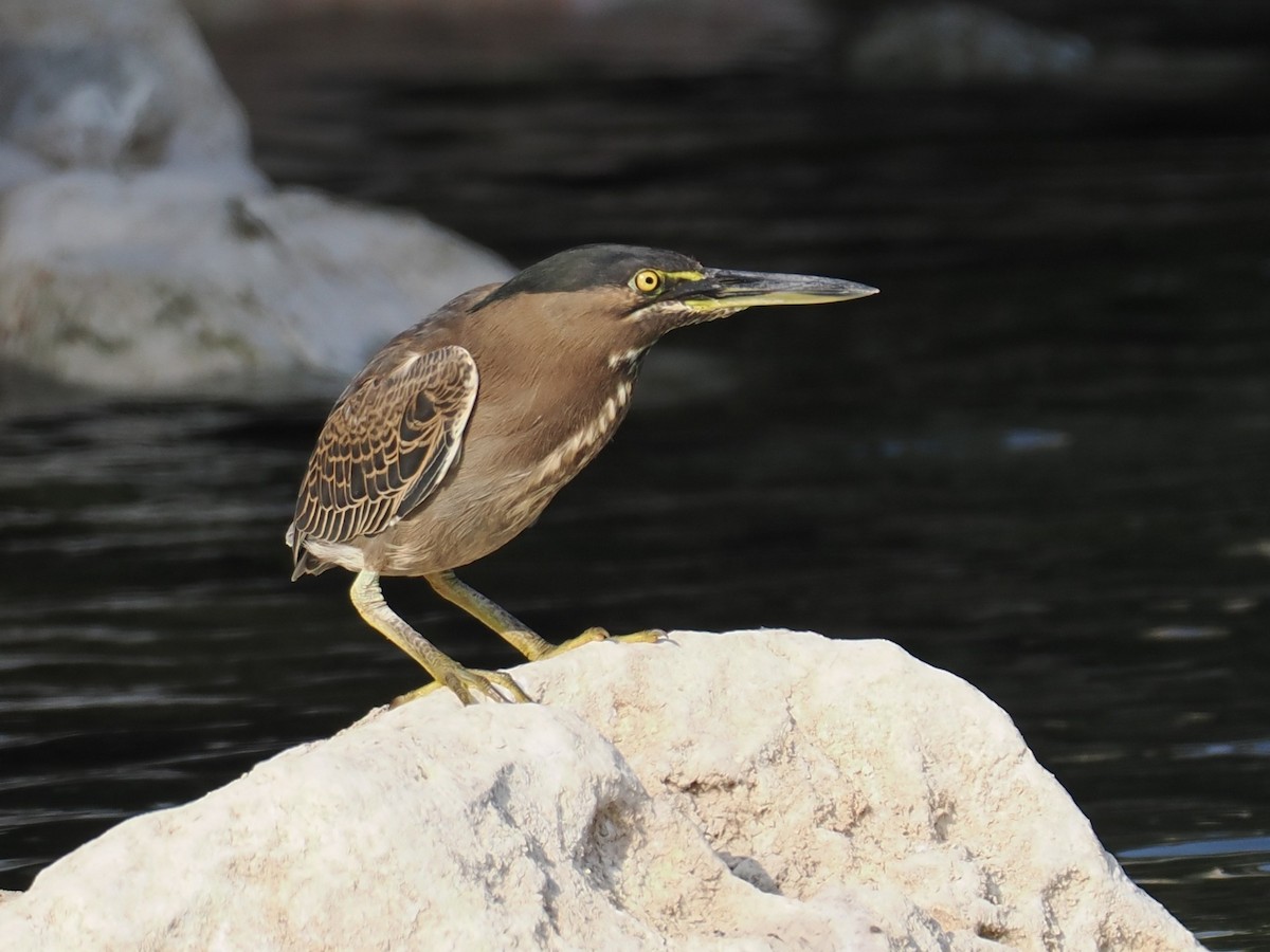 Чапля мангрова мала - ML646528229