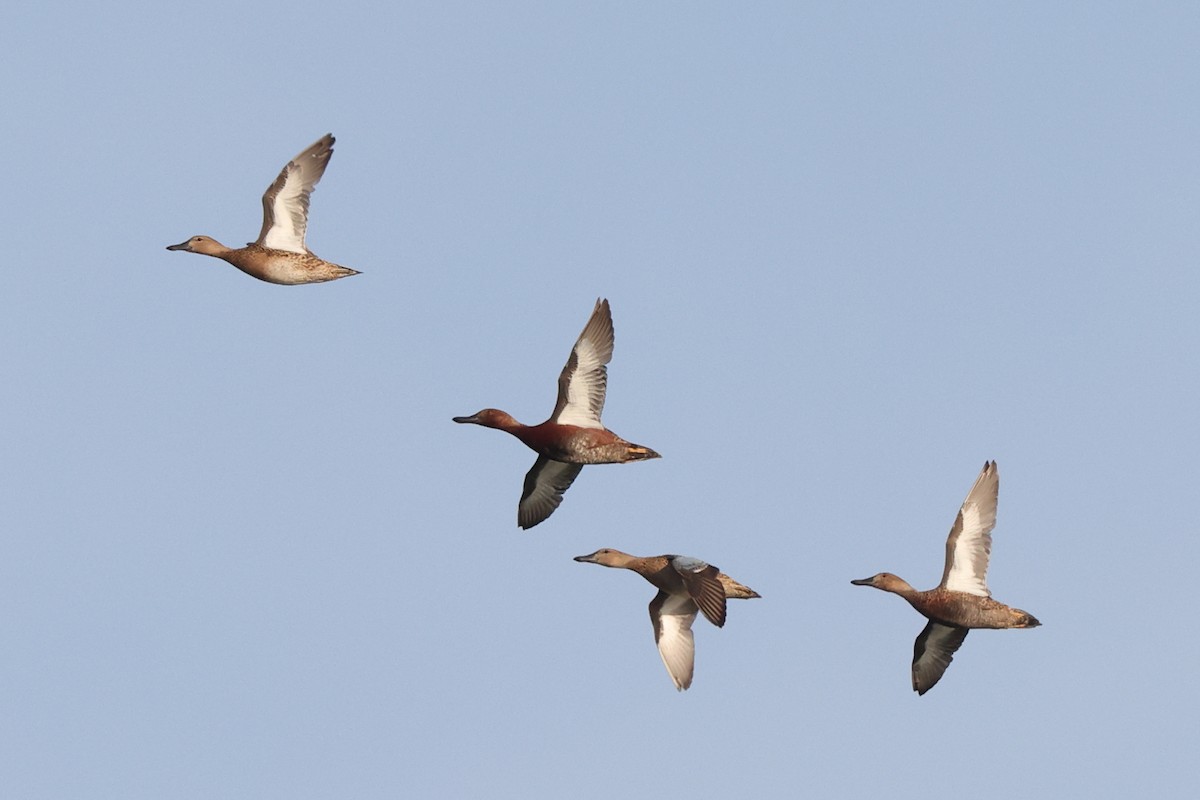 Alzavola cannella - ML646528239