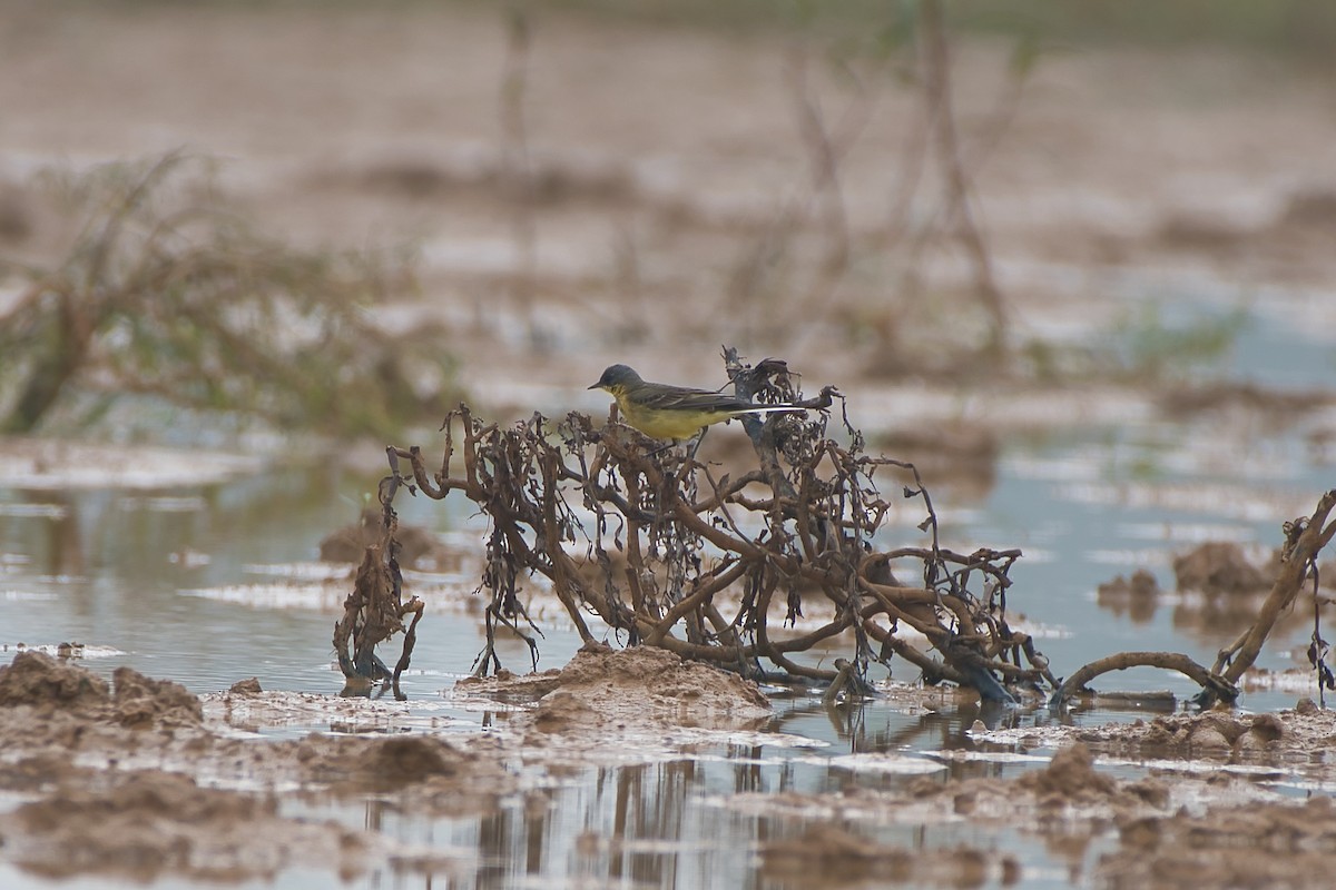 Gray Wagtail - ML646528246