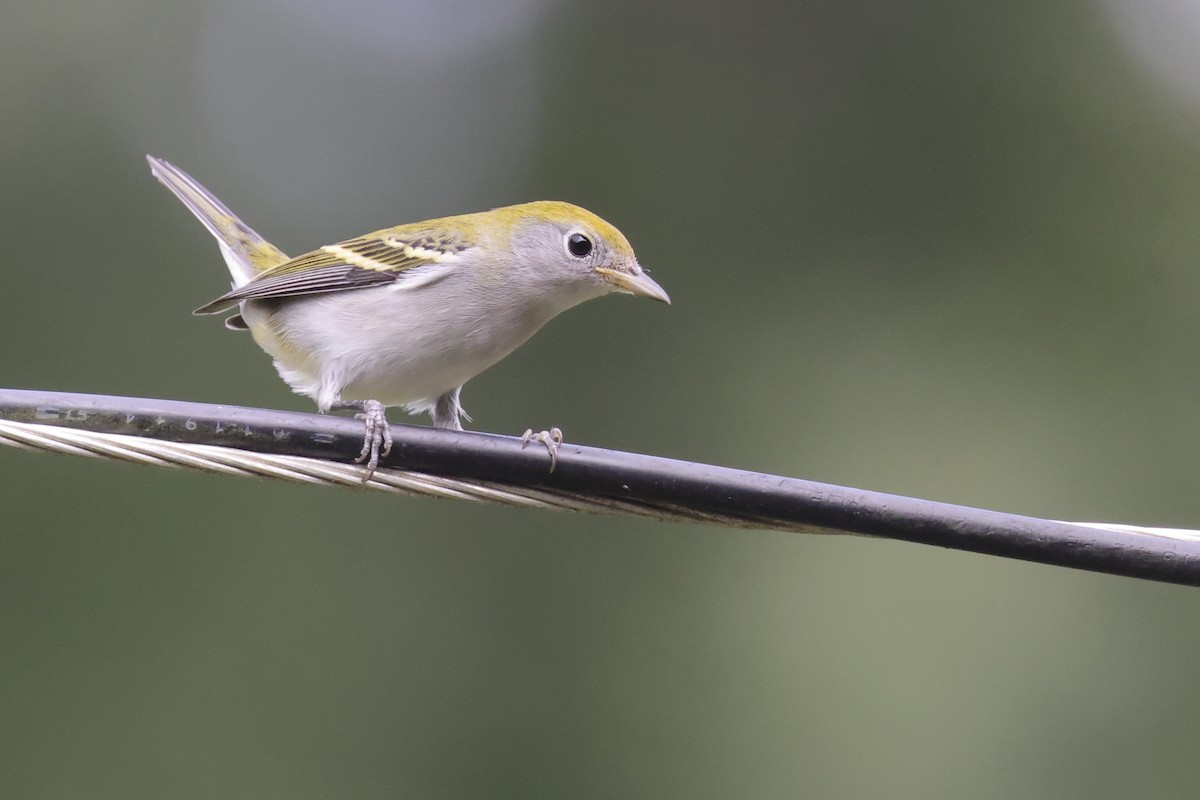 Chestnut-sided Warbler - ML646528247