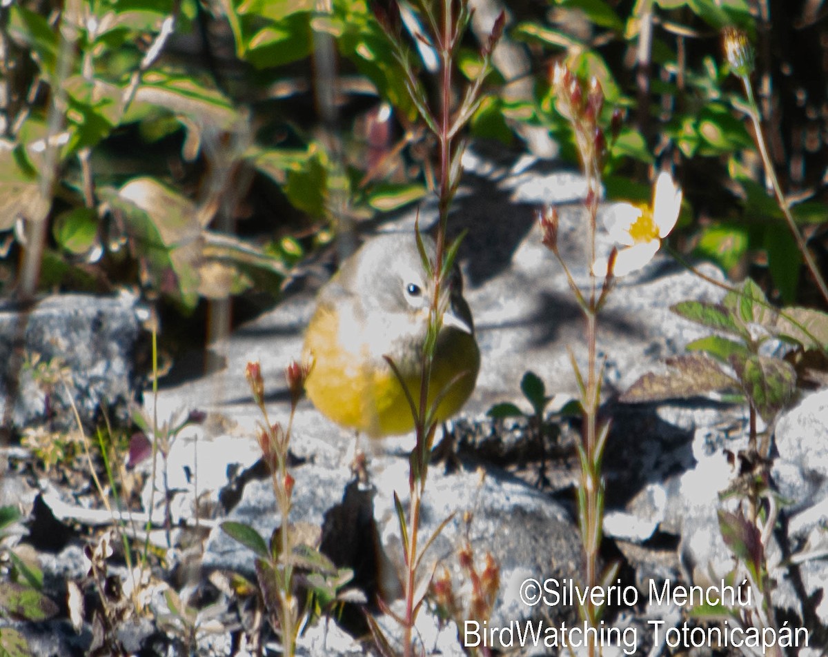 MacGillivray's Warbler - ML646528248