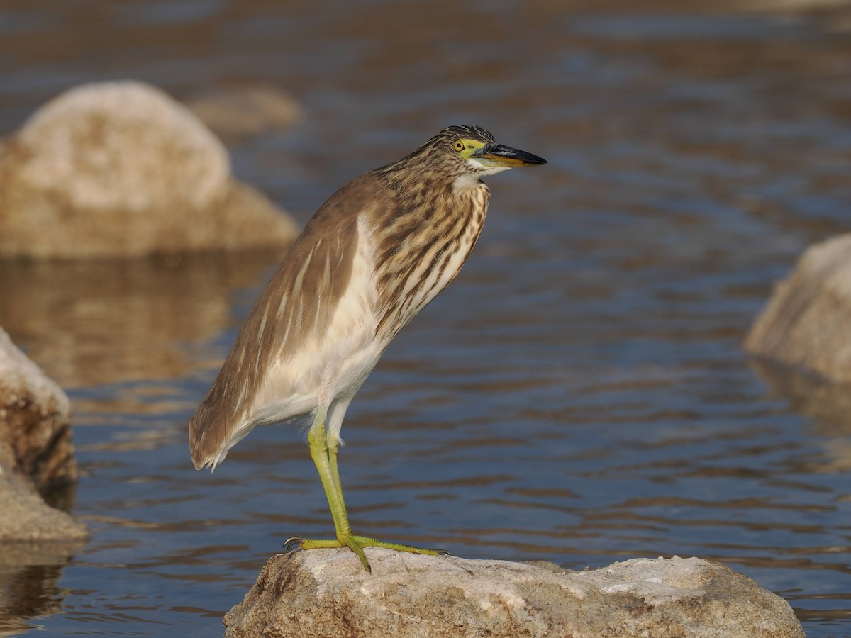 Чапля індійська - ML646528249