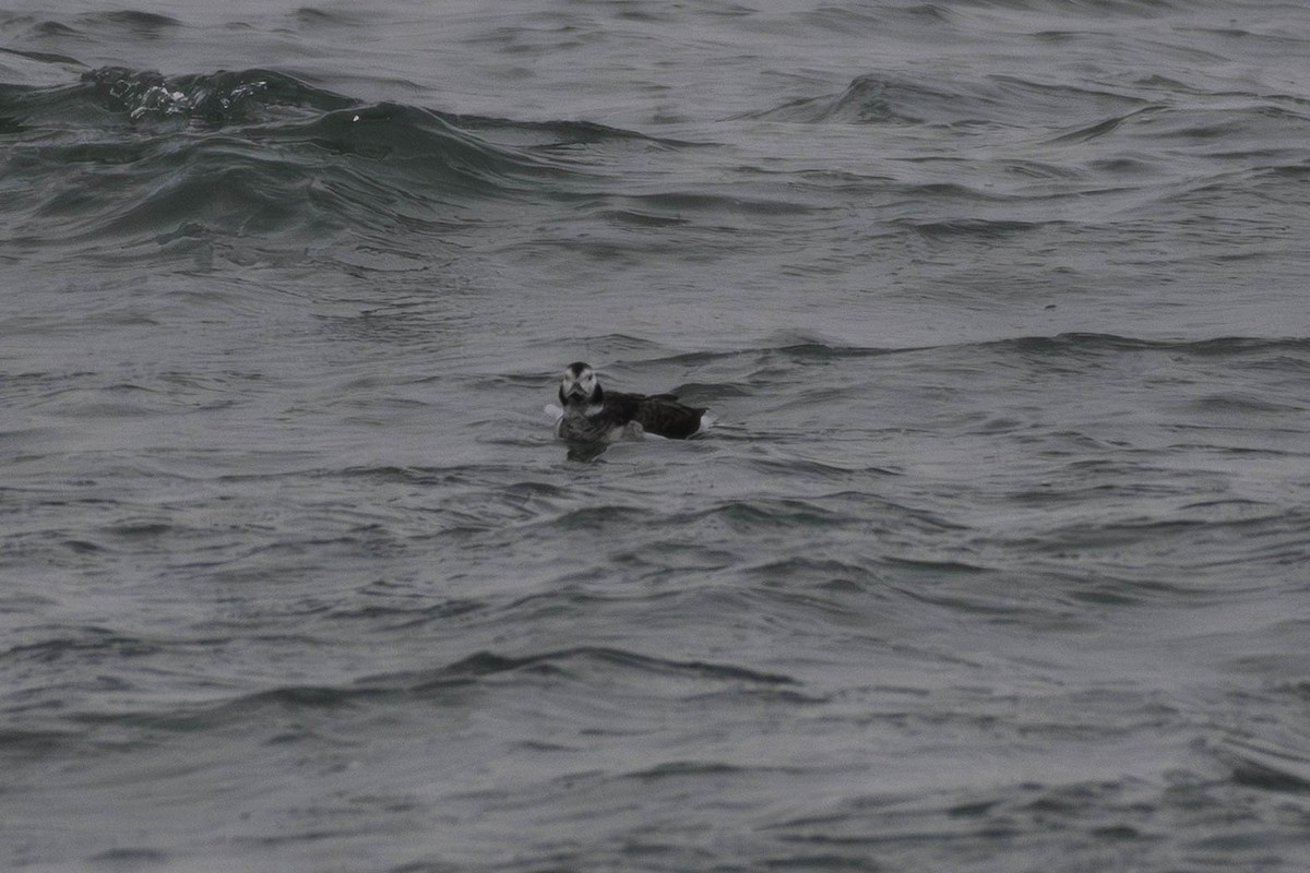 Long-tailed Duck - ML646528251