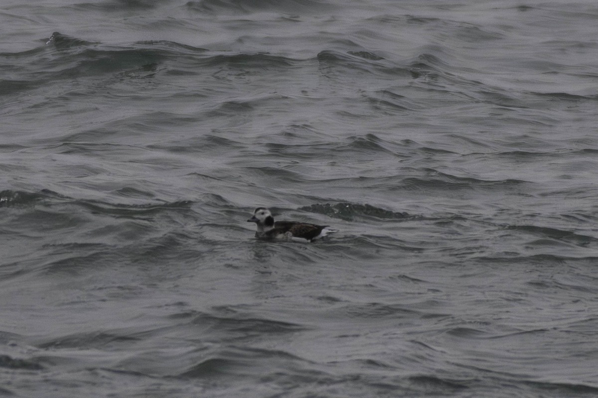 Long-tailed Duck - ML646528252