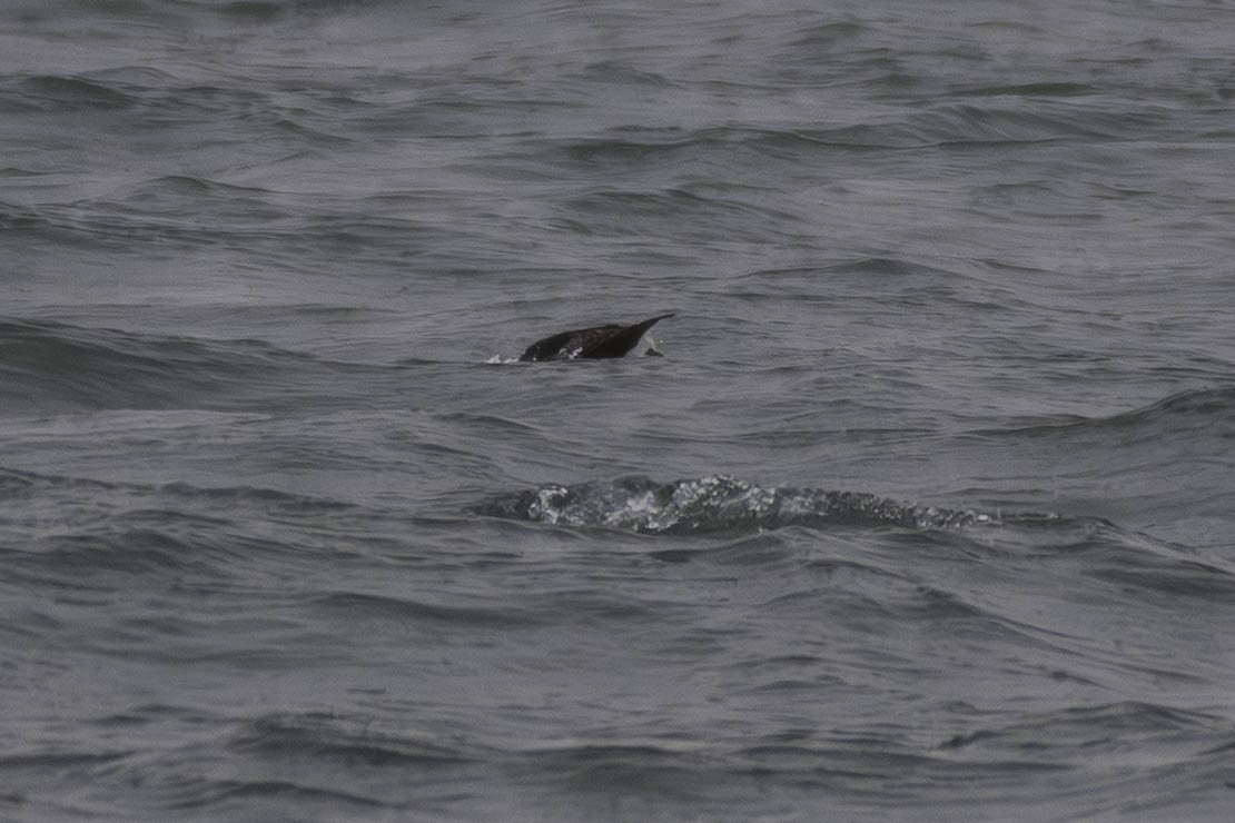 Long-tailed Duck - ML646528253
