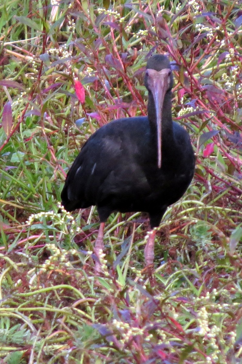 サカツラトキ - ML646528254