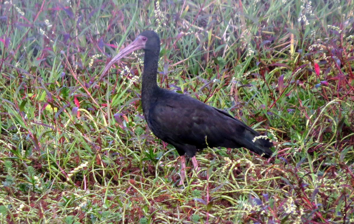 サカツラトキ - ML646528255