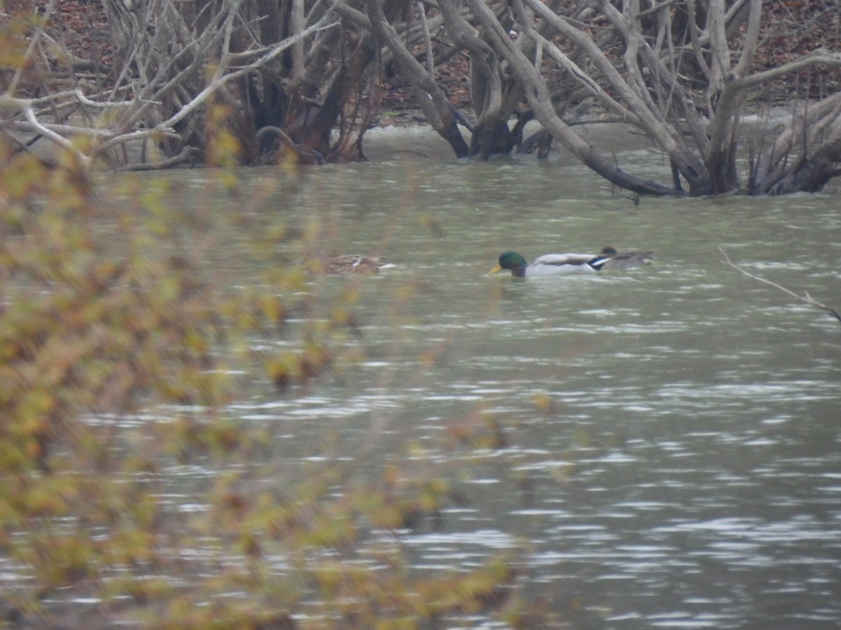 Кряква - ML646528256