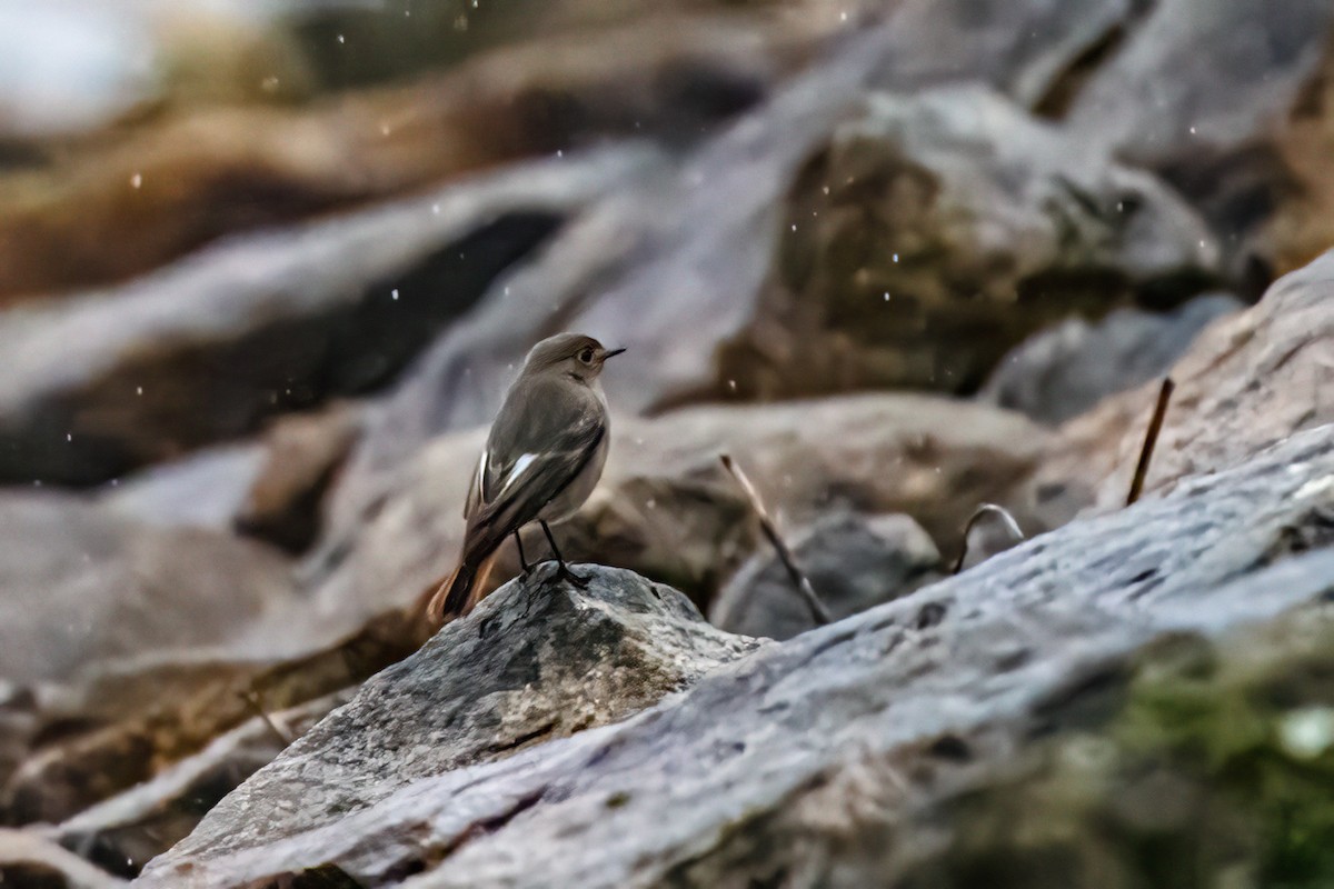 Black Redstart - ML646528260