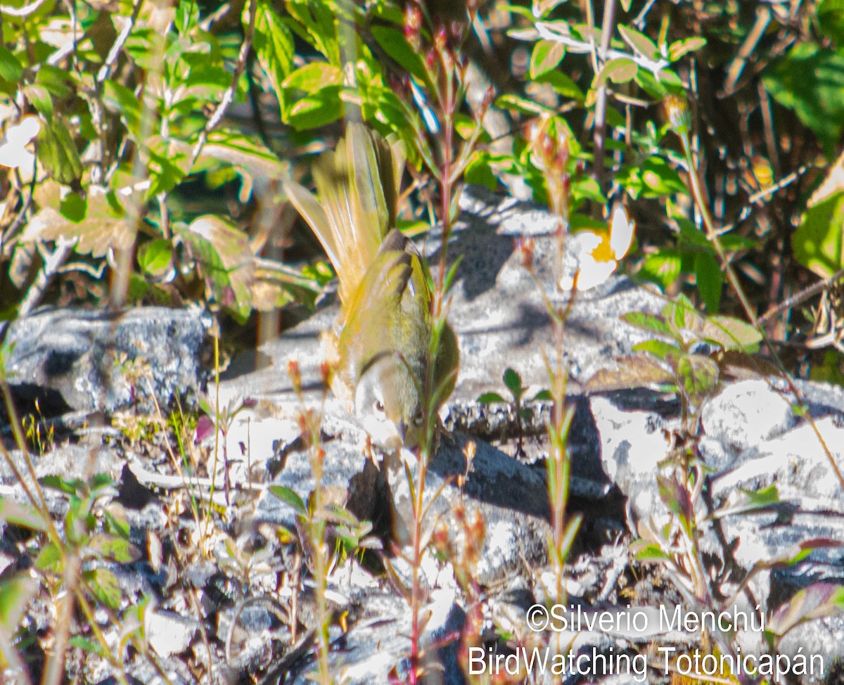 MacGillivray's Warbler - ML646528266