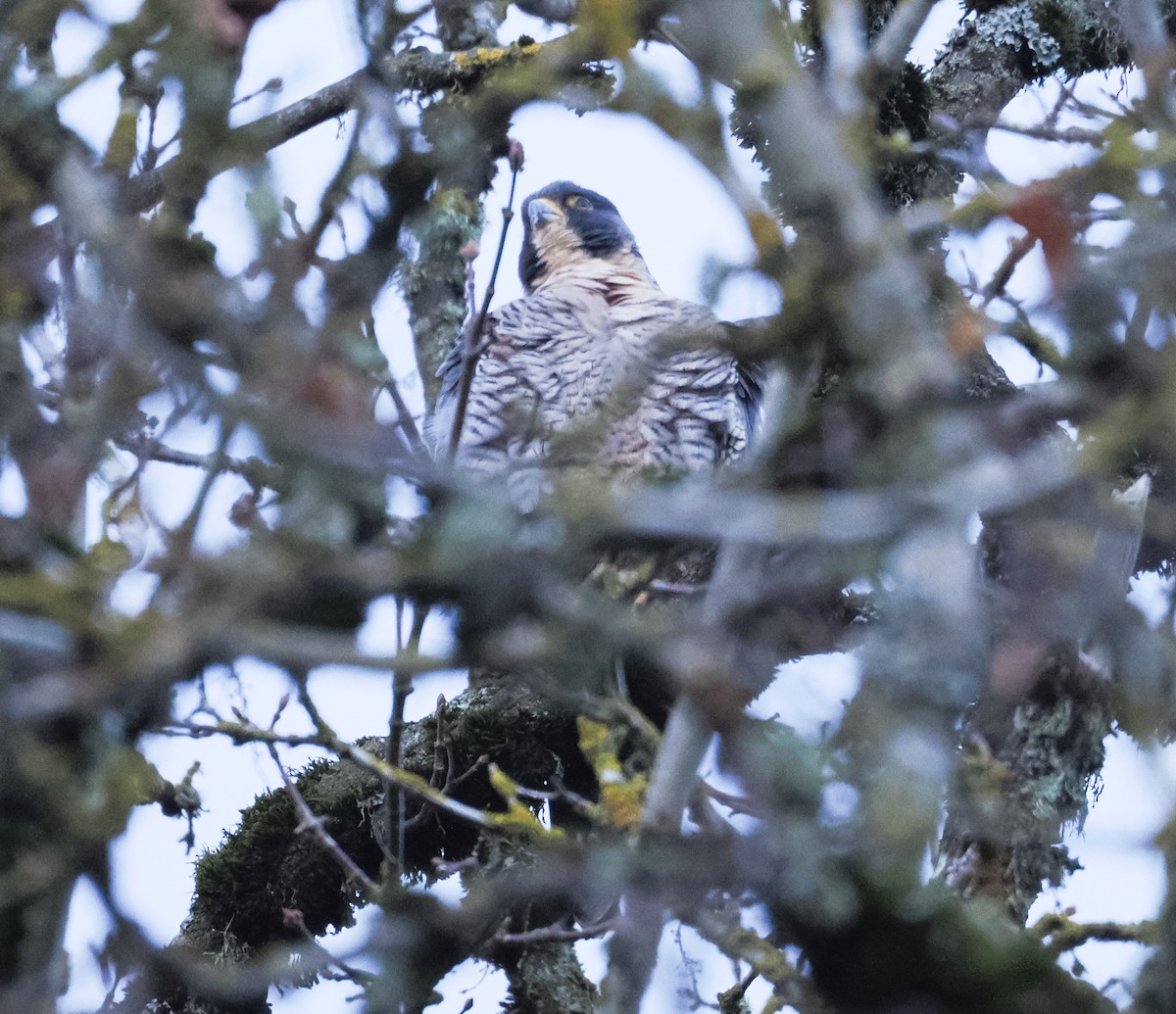 Peregrine Falcon - ML646528275