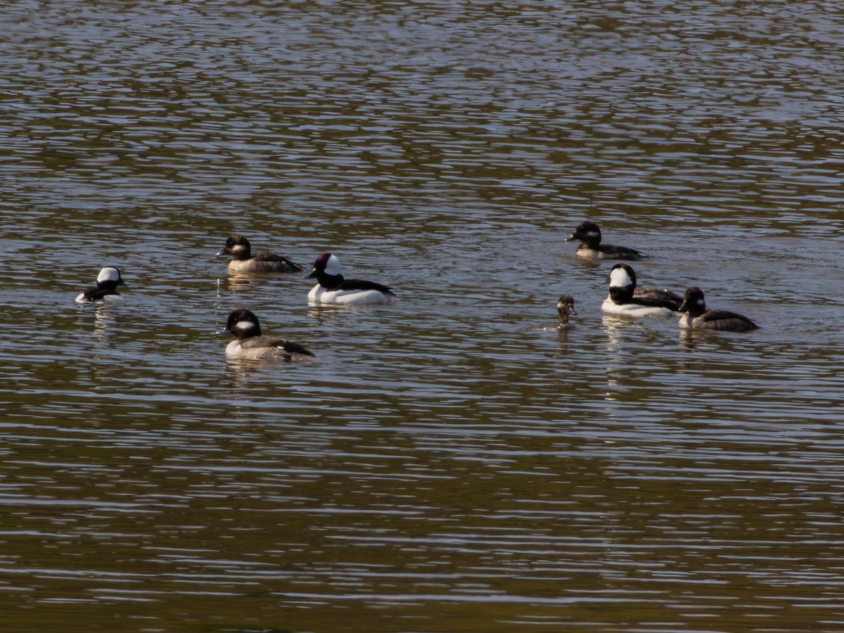 Bufflehead - ML646528278