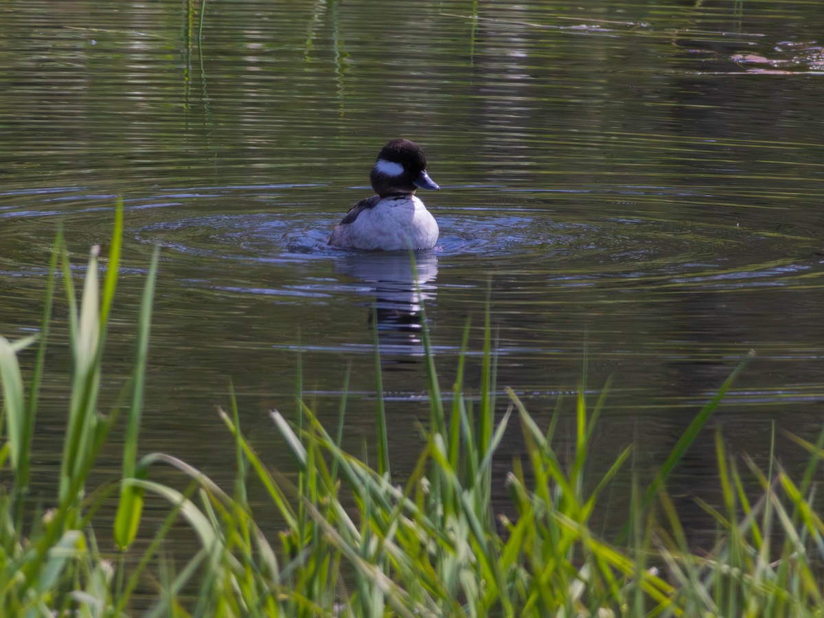 Bufflehead - ML646528279