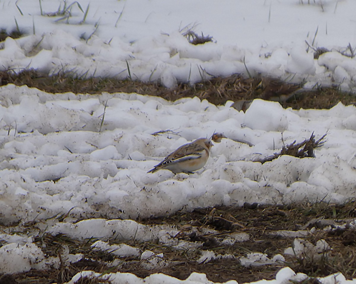 snøspurv - ML646528280